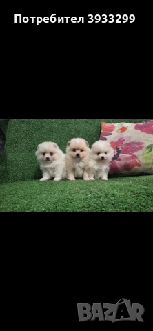 Померан мини померанчета, снимка 4 - Померан - 54108961