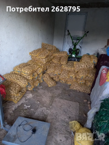 Картофи за семе и консумация, Родопски картофи, снимка 2 - Хранителни добавки - 54196858