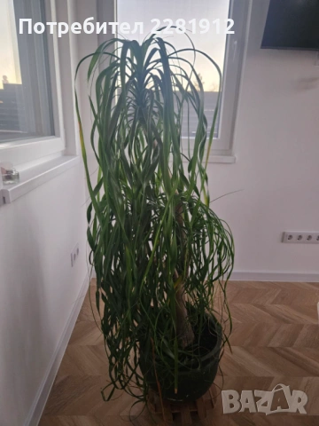 Две палми Цикас и Нолина , снимка 5 - Други - 53185325