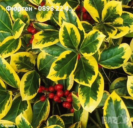 Илекс/Джел (Златен крал) -ilex altaclerensis golden king, снимка 2 - Разсади - 45894022