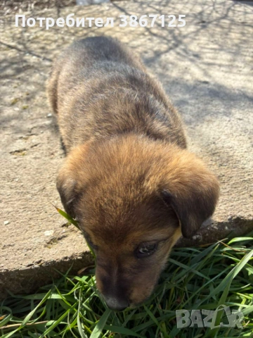 Кученца, снимка 6 - Други - 54099667