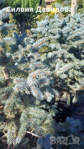 Сребрист смърч , снимка 10 - Градински цветя и растения - 52500093