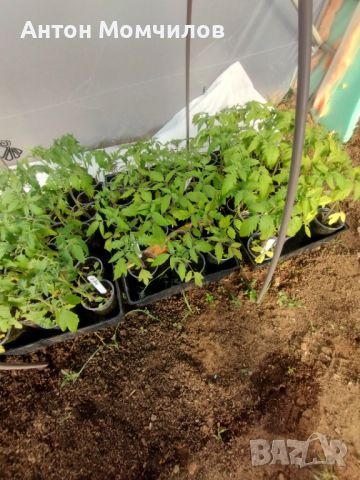Продавам разсад домати, краставици и тиквички., снимка 4 - Разсади - 45224646