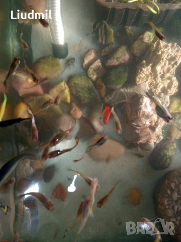 Рибки гупи, снимка 4 - Рибки - 53639842