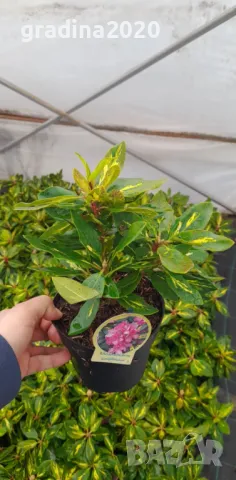 Рододендрон, снимка 8 - Градински цветя и растения - 40040589