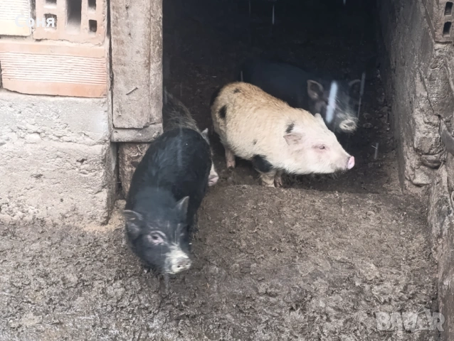 Продавам виетнамски прасета, снимка 5 - Прасета - 53035330