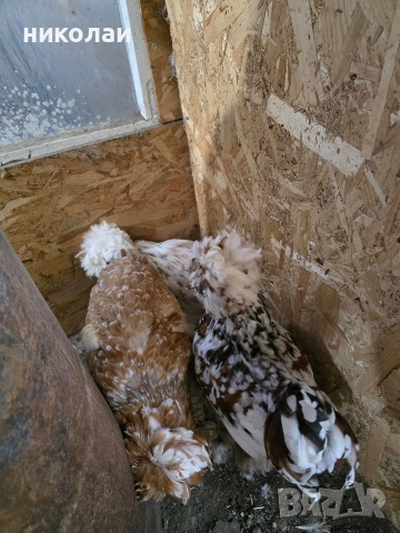 Продавам оплодени яйца от струмски стандарт, снимка 10 - други­ - 53832836