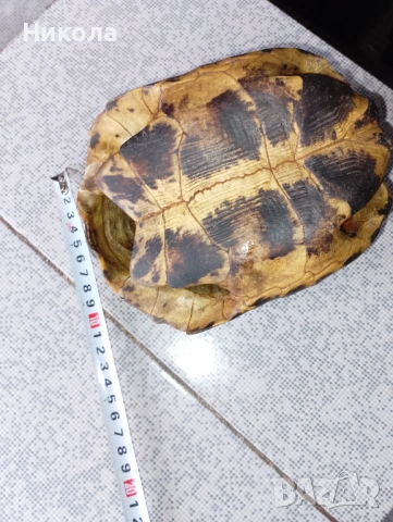 Коруба на костенурка и абаносова африканска маска, снимка 3 - Декорация за дома - 51649427