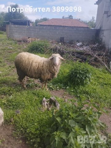 Шилита , снимка 3 - Овце - 45542078