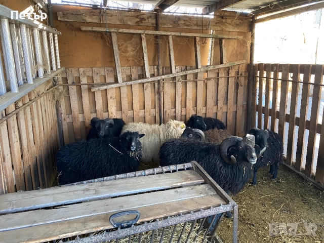 Продавам шутлански овце 