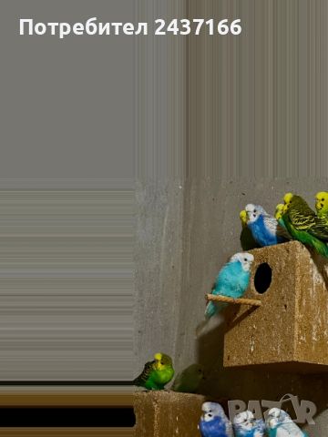 Вълнисти папагали , снимка 1 - Папагали - 45385413