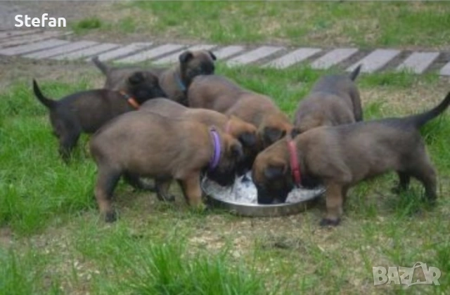 Белгийски овчарка-Малиноа, снимка 5 - Белгийска овчарка - 53422371