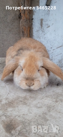 Кочовати зайци, снимка 2 - Други животни - 53248125