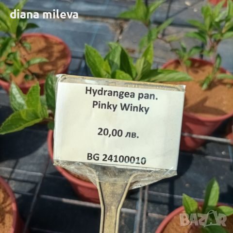 Хортензия паникулата Пинки Уинки, Hydrangea paniculata Pinky Winky, снимка 6 - Градински цветя и растения - 45753599