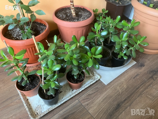 Дърво на живота в саксия