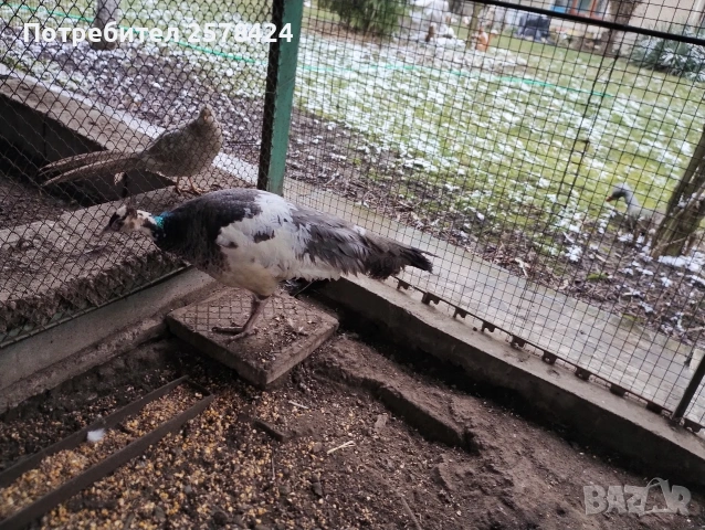 Продавам работеща паунка на 4г при интерес на ЛС или 0879166611 гр Кнежа 