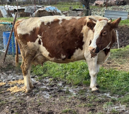 Продавам 3 Крави , снимка 2 - Крави - 53012536