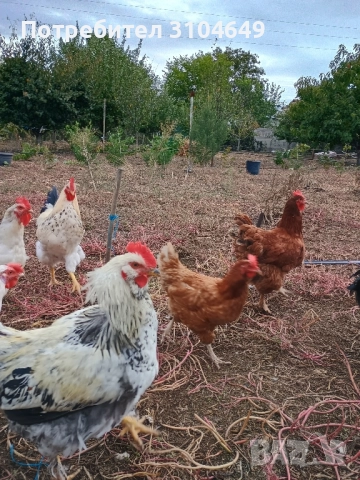 Кокошки, снимка 7 - други­ - 51939883