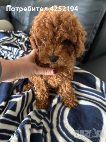 Той пудел женско 