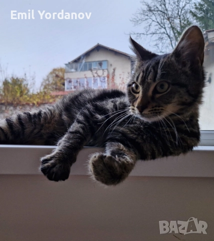 СПЕШНО! Мъжко котенце на около 5 месеца, снимка 4 - Други - 52695271