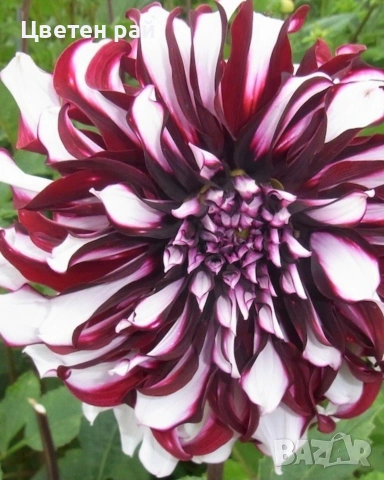 Грудки на няколко цвята далии , снимка 7 - Градински цветя и растения - 53770863