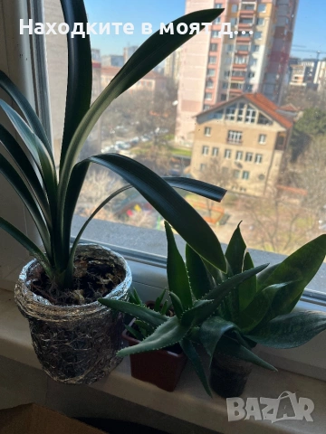 Комплекти от 3 броя стайни растения, снимка 2 - Стайни растения - 53644756
