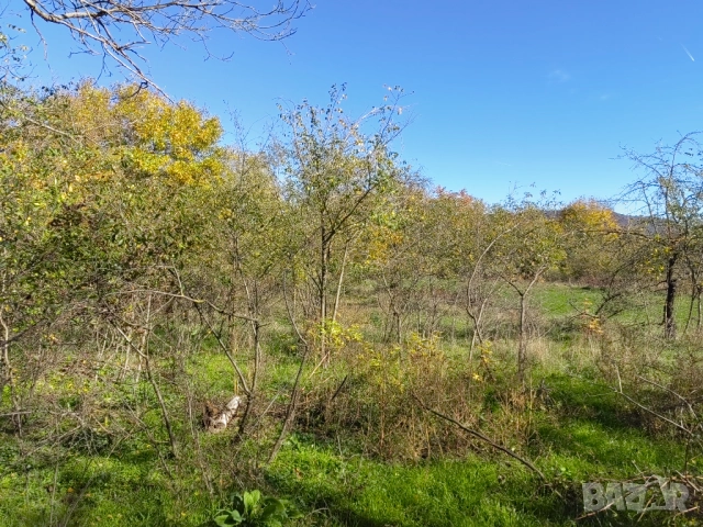 Продава равен парцел в регулация 991 кв.м – с. Могила, обл. Шумен, снимка 2 - Парцели - 50963816