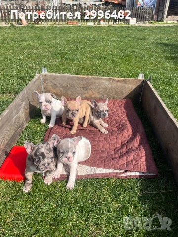 Френски булдог