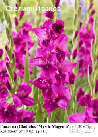 ВИСОКИ ГЛАДИОЛИ - РАЗЛИЧНИ СОРТОВЕ (ГРУДКИ), снимка 9 - Сортови семена и луковици - 53654374