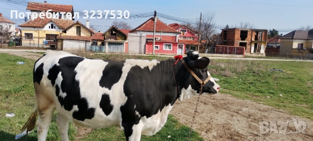 Продавам черношарена юница, снимка 2 - Крави - 53871553