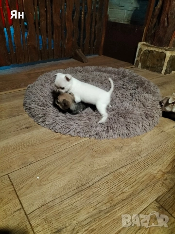 чихуахуа , снимка 4 - Чихуахуа - 52745242