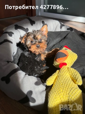 Йоркширски териер , снимка 3 - Йоркширски териер - 53665335