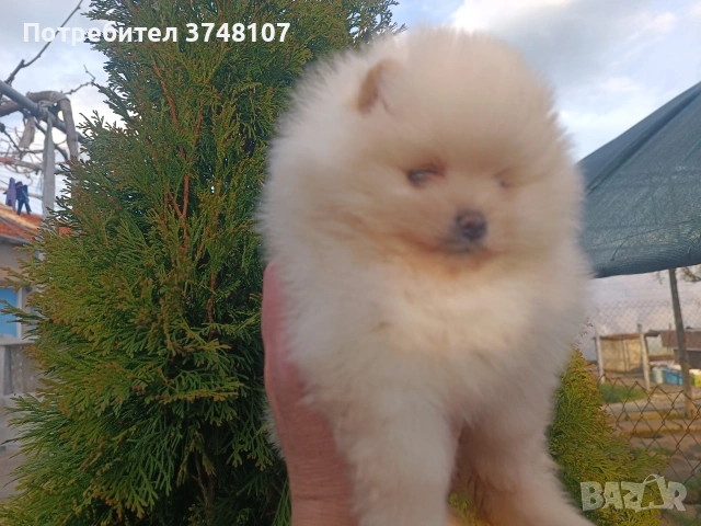 Померан/Померани , снимка 10 - Померан - 53999282