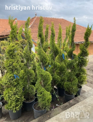 Туя различни видове, снимка 5 - Градински цветя и растения - 53464352