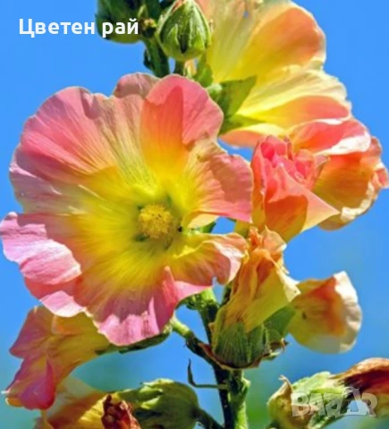 Домашни семена на цветя , снимка 8 - Градински цветя и растения - 51020468