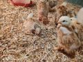 Малки пилета от един ден до 1 месец , снимка 2
