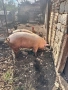 Продавам домашно отгледани  прасета, снимка 2