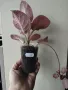 Еписция, episcia jim's rose garden, снимка 3