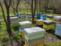 Пчелни семейства, снимка 1 - За пчели - 45034053
