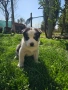 Малки Сибирски Хъскита, снимка 3