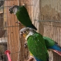 продавам папагал пирура, снимка 1