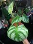 Philodendron Plowmanii Citrus , снимка 1