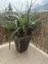 Растение ЮКА, кактус, алое вера, палма , снимка 5