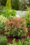 Японски Пиерис, снимка 1 - Градински цветя и растения - 45464428