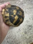 Костенурка черупка , снимка 13