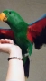 Папагал еклектус , снимка 3