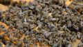 Продавам 40 бр презимували пчелни отводки Лангструд, снимка 1 - Стоки за пчели - 45587198