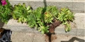 Sempervivum / семпервивум / алпийска роза / кактус / сукулент, снимка 3