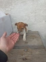 продавам Джак ръселчета, снимка 3