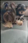 Йоркширски териер , снимка 3